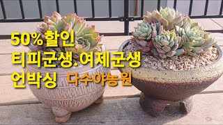 50%할인 티피군생.여제군생 언박싱(다수야농원)  #티피군생 #여제군생 #다육이언박싱 #다수야농원   #50%할인다육이 #다육이분갈이 #다육이키우기