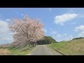 丹波篠山桜並木ドライブ