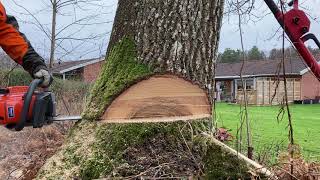 Felling A Leaning Oak