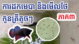 ការដកមេបា និងមើលថែកូនត្រីតូចៗទើបរៀនសុីចំណី How To Tack Baby Betta Fish Just Born