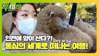 도심 속 초록 쉼터, 늘솔길 공원 ‘양떼 목장’ㅣ생방송 투데이(Live Today)ㅣSBS Story