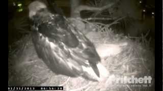 SW Florida Eagles  'Washed, Fluffed, \u0026 Dry' 6:56 am  _1.31.13_