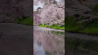 弘前公園の桜吹雪🌸逆再生