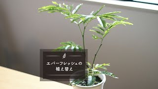 エバーフレッシュの植え替え - LOVEGREENチャンネル