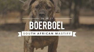 BOERBOEL A SOUTH AFRICAN MASTIFF TRAINED FOR CIVIL AGGRESSION