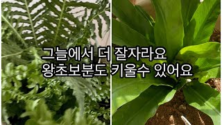 반음지(그늘)에서 더 잘자라는 식물 소개해요.