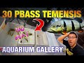 HASIL PUSH SIZE 30 PBASS TEMENSIS DALAM 60HARI - GALLERY IKAN PREDATOR