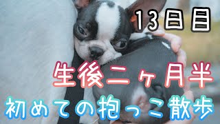 【13日目Ver.1】生後二ヶ月半のボストンテリアの子犬 初めての抱っこ散歩！