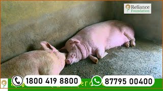 ଘୁଷୁରିମାନଙ୍କର ଯତ୍ନ ଓ ପରିଚାଳନା | Care and Management for Pig Rearing