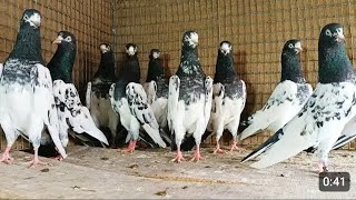 Type of Teddy Pigeons| Sakhi Bhatti Wale | Mehro wale | Mian Nazeer wale | Saith Wale Teddy kabootar