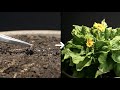 To bloom a flower from a seed - Melampodium - Timelapse 52 Days