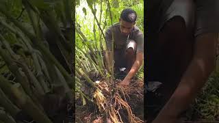 Sakau Rah Moadoal #pohnpei #culture #kava