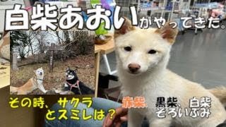 柴犬あおいがやってきた。どうするサクラとスミレ　反応は？　赤柴・黒柴・白柴3色コンプリート　みんなでキャンピングカーで日本を旅するぞ！