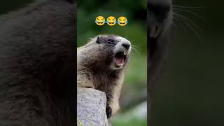 kudus a kudus 🤣|| #shorts #funnyvideo #viral #shortsfeed #shortvideo