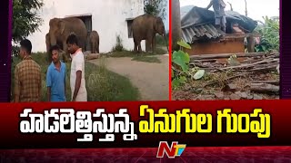 Vizianagaram : మన్యం ప్రజలకు కంటిమీద కునుకు లేకుండా చేస్తున్న గజరాజులు l NTV