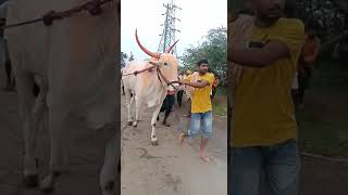 Mudhol terabandi race budni pm bull's 🥰🥰