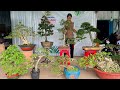 Tường Long 0965443636 THANH LÝ 15/9 dọn hết vườn bonsai đủ mệnh giá