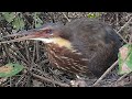 Revisit Top Action Mother Bird  Feeding Baby Birds - Full Video