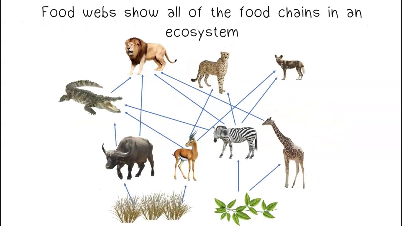 Food Chains & Food Webs - YouTube