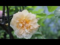 小さな窓の花ごよみ 1 早春から初夏へ　music　of forest ballad hikari oe vol 1