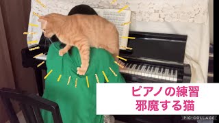 ピアノの練習邪魔する猫