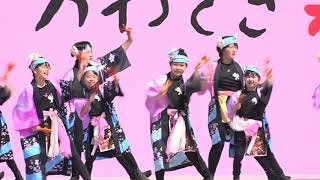 大師桜 / かわさき楽大師厄除よさこい