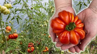 Zone 3 Greenhouse Tomato Tour