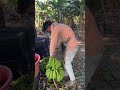 banana cutting and harvesting banana fruit banana lodging farming fruit