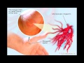 Diseases that spread from cats to humans - An informative video Diseases that spread from cats to humans - An informative video