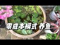 超低节省成本养鱼，不花一分钱照样可以