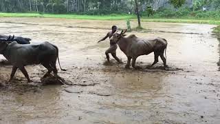 Kalapoottu (ox racing) Oorcha kottakkal villoor traditional festival