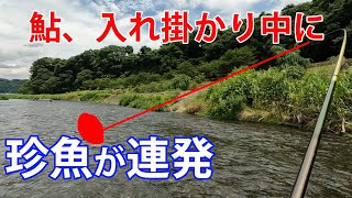 鮎、入れ掛かり中に外道連発（４目達成）