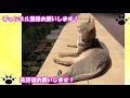 猫と散歩 アビシニアン 毎日の散歩 98