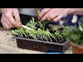 planten kweken tuingids voor de lente