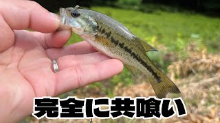 【衝撃】生きたブラックバスを池で泳がせしたらすぐデカバスに襲われた…。