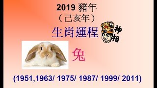 2019年己亥年(豬年) - 肖兔運程 - (想看更多影片記得訂閱)