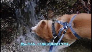 真冬の川で独特の行動をする家の柴犬