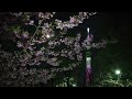 東京スカイツリー　ライトアップ　桜　舞　♪　桜の花びらが舞う　✿　隅田公園　浅草　河津桜　満開　☆　2023　3月8日　kawazu cherry blossom　asakusa　　月　moon