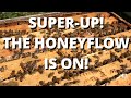 Super up! The honeyflow is on!