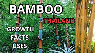 bamboo thailand; species, growth, facts and uses