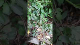 தினம் ஒரு மூலிகை| மூலிகை 10 | கருந்துளசி #blackbasil #herbs #tips #garden #ideas #tamil  #shorts