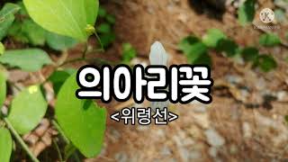 의아리꽃(위령선)