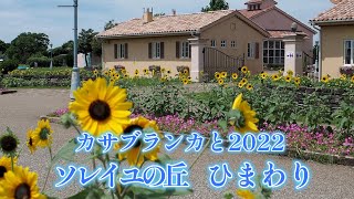 【4k】2022 /07/20 カサブランカとソレイユの丘ひまわり