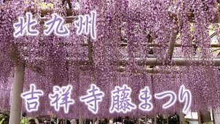 クマバチも蜜を吸います！！2017吉祥寺藤(wisteria)まつり！！北九州市！！