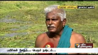 How heavy rain affected farmers in Nagapattinam?