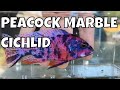 Beautiful OB Peacock Marble Cichlid Fish