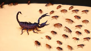 WHAT IF THE 1000 HUNGRY COCKROACHES SEES SCORPION? SCORPION VS 1000 COCKROACHES