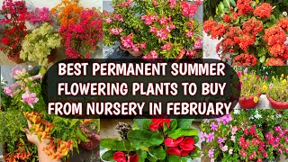 BEST PERMANENT SUMMER FLOWERING PLANTS TO BUY FROM NURSERY IN FEBRUARY WITH PRICES | SUMMER FLOWERS