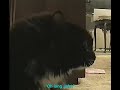 Oh Long Johnson Cat (With Accurate Subtitles)