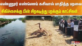 எண்ணூர் எண்ணெய் கசிவால் பாதித்து சிகிச்சைக்கு பின் மீண்டும் இறக்கை விரித்து பறந்த கூழைகடா பறவைகள்.!!